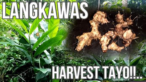 dulaw plant|luya healthy chinese.
